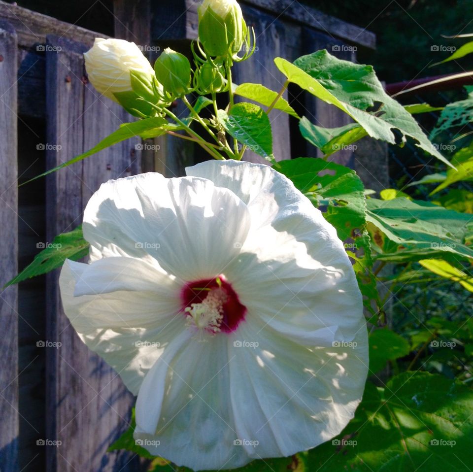 Golden Hour Mission . White Hibiscus with Red center, 1st of buds to flower. Lit by last minutes of sunlight during a heatwave we were having.