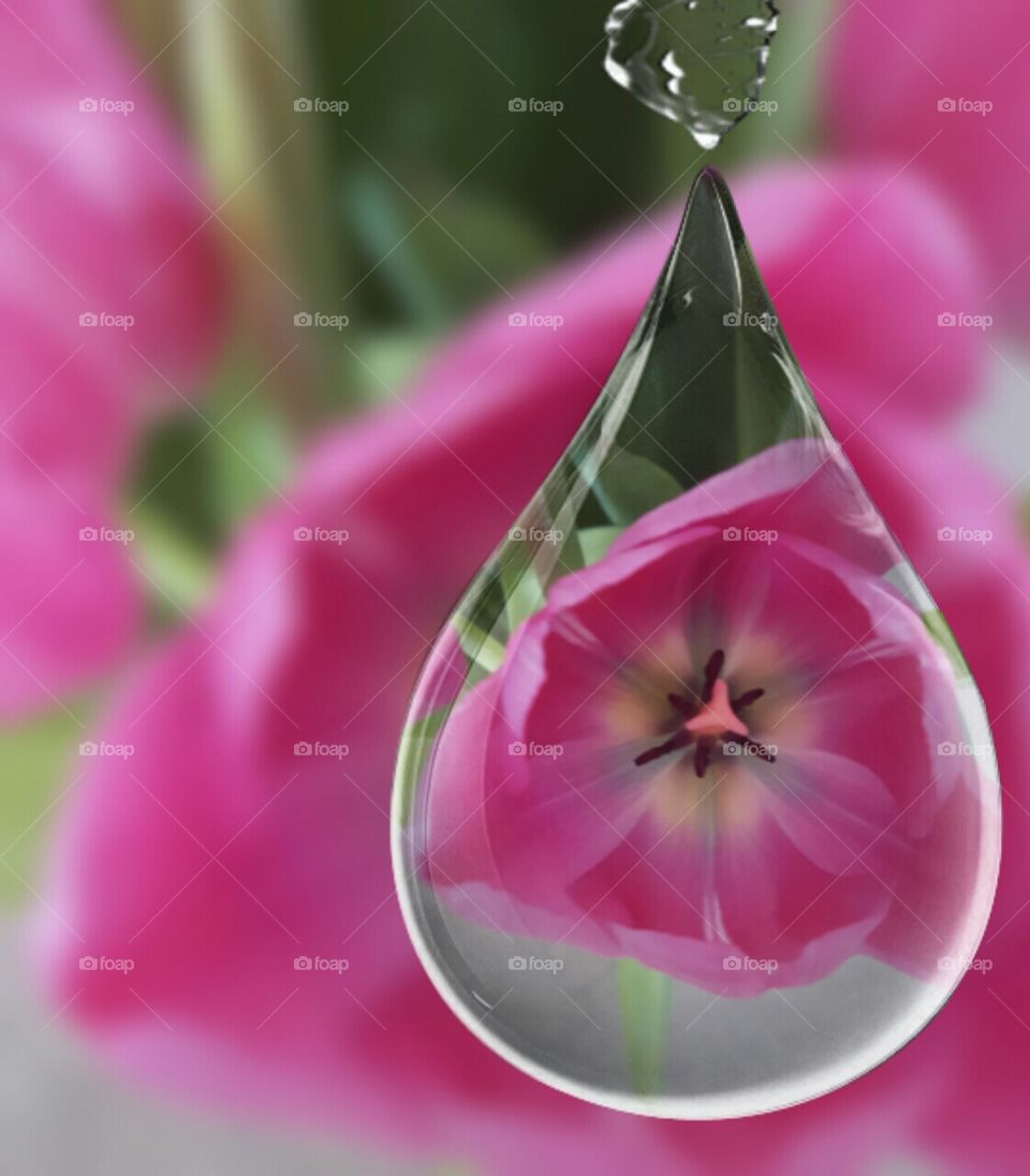 tulip in drops