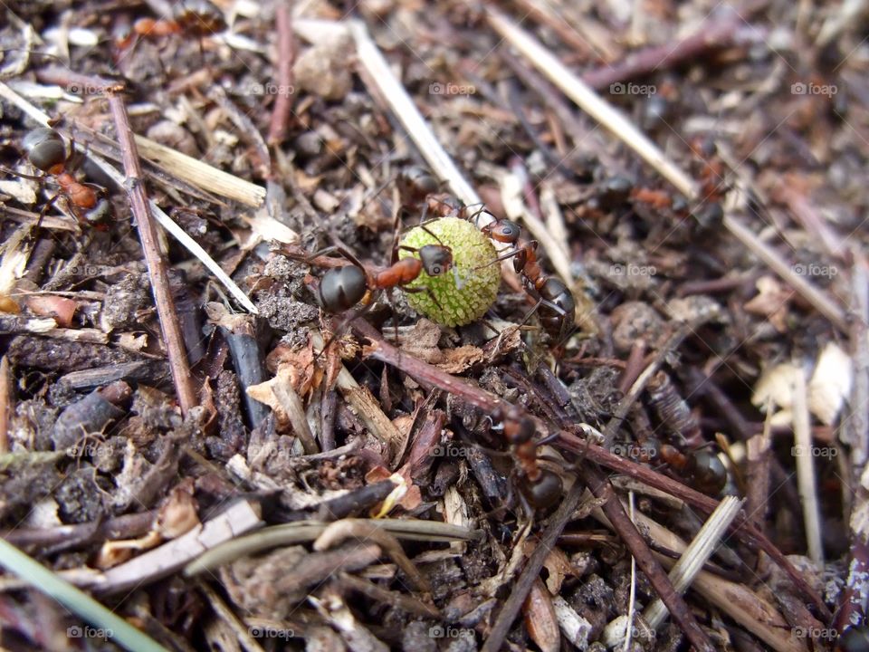 There is an ant hill close to my house.  The weather has been nice so the ants have been very busy and active. I noticed that many ants makes an interesting sound.