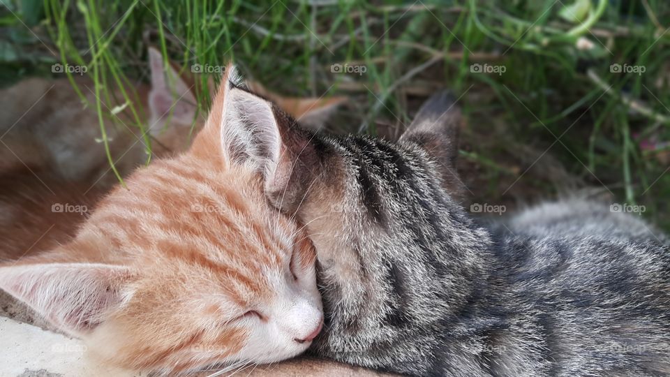Sleeping kittens. Oh so cute