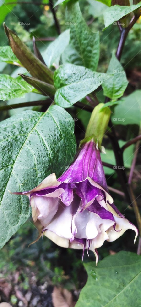 A very poisonous plant Indian dope with purple flowers