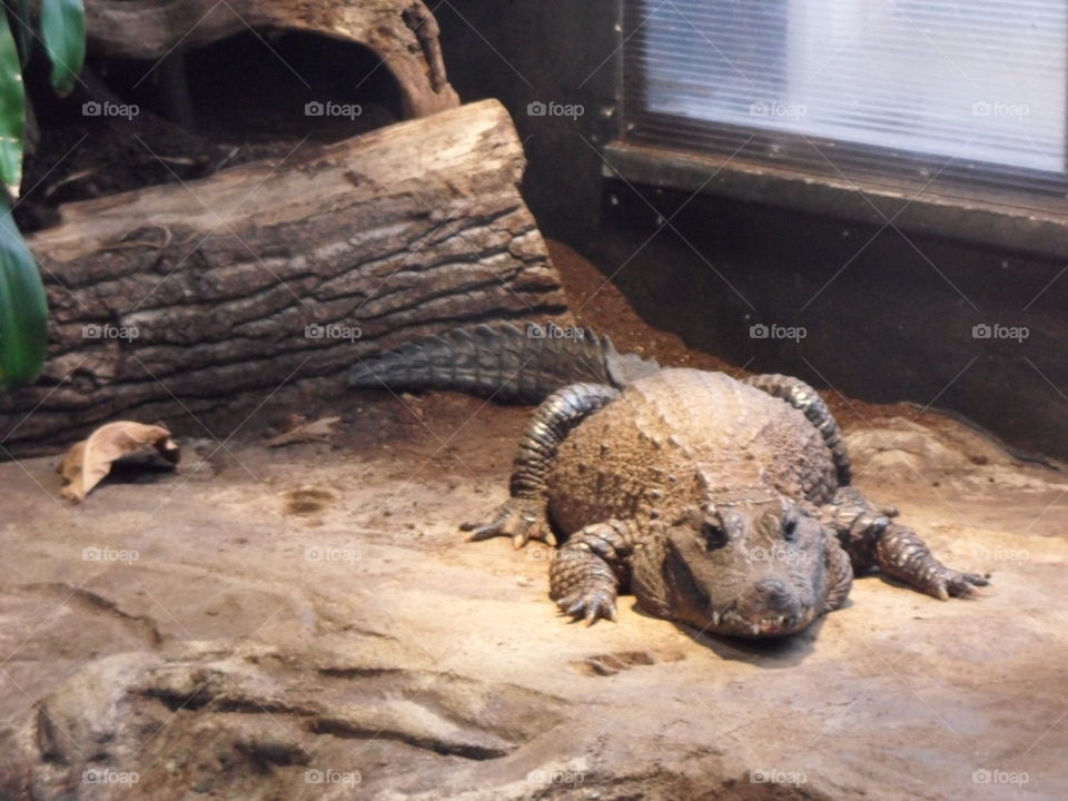 Crocodile 