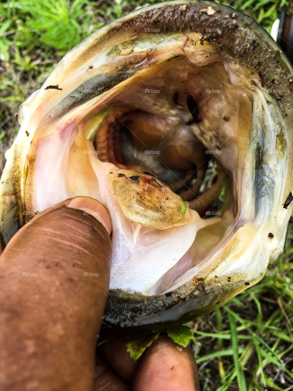 Teeth and tongue of a leach infested large mouth bass 