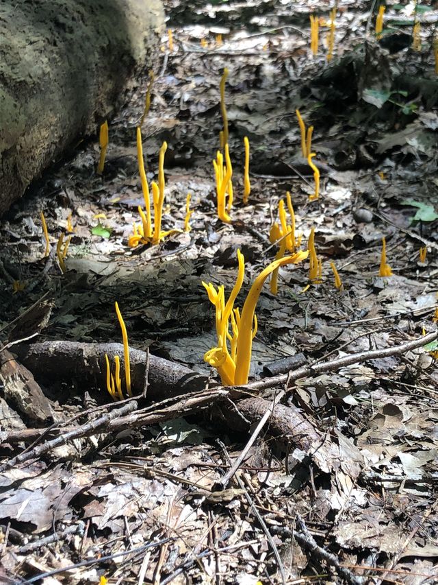 Mushrooms 