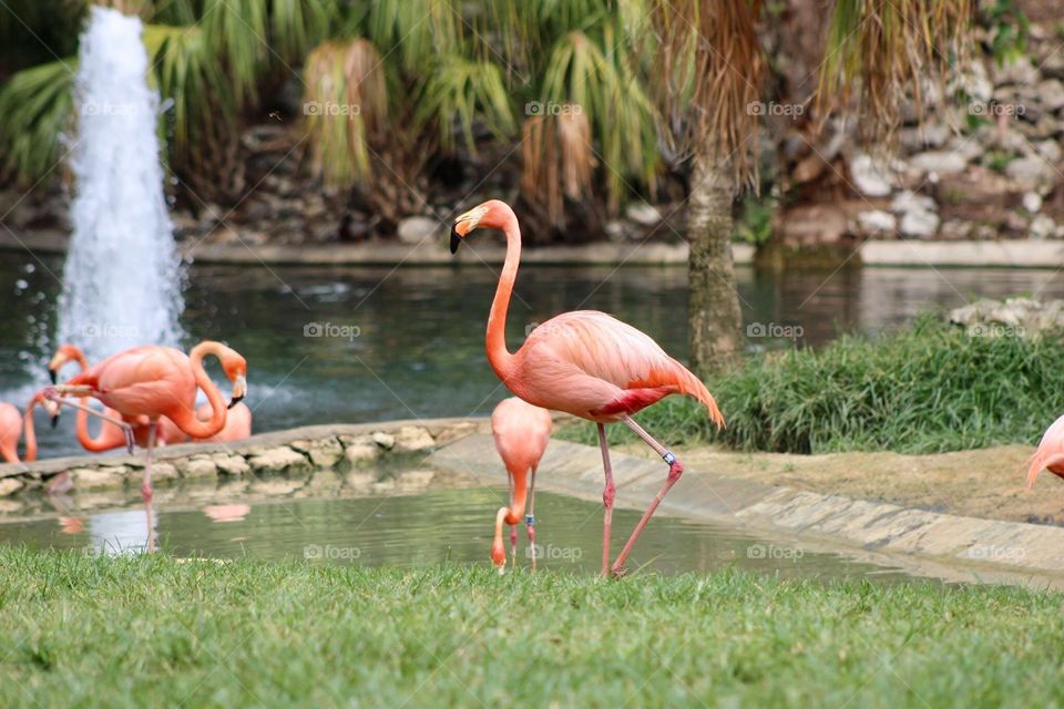 Flamingos 