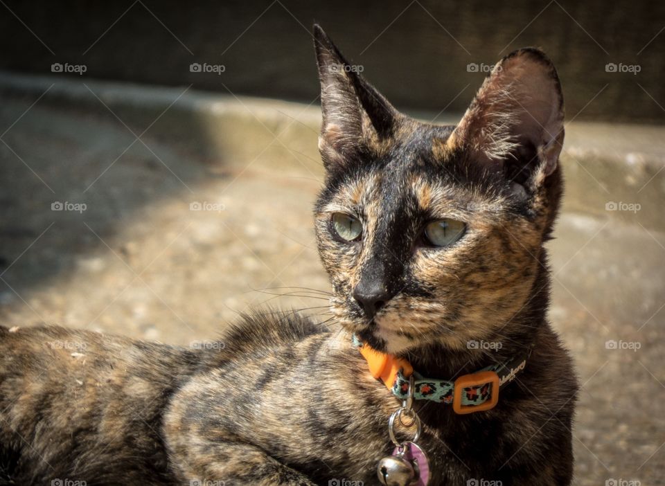 Oriental cat sitting in the sun