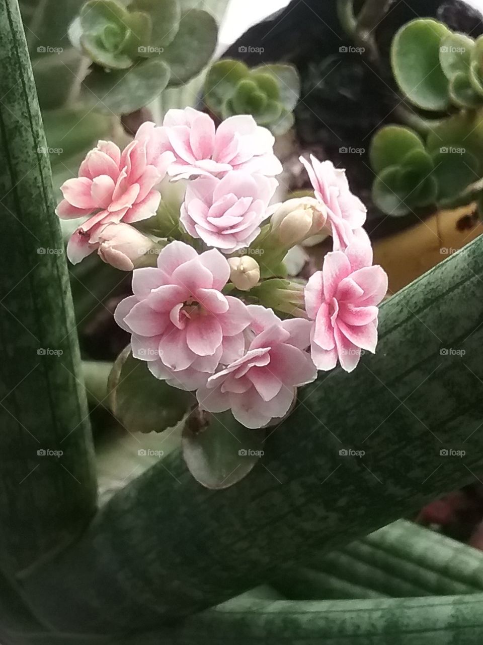 Light pink succulent flowers