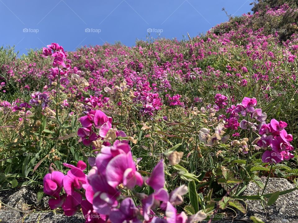 Wild flowers blooming by the coast on summertime 