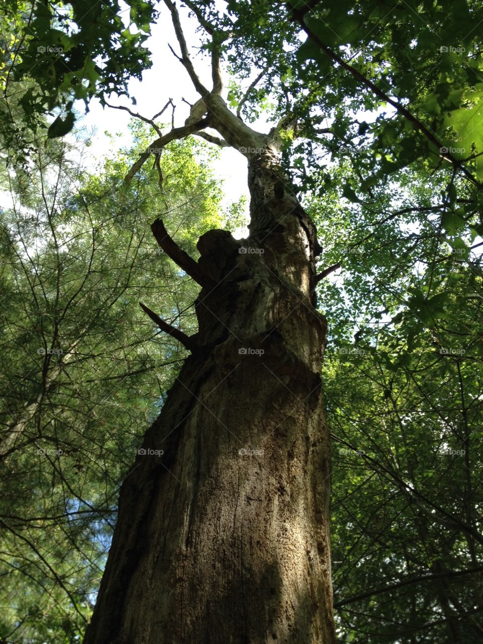 Standing dead tree an owl lives in, our woods!🍂Green life all around.
