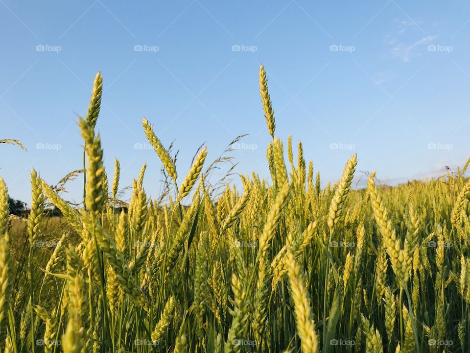 Green wheat in the summer sun