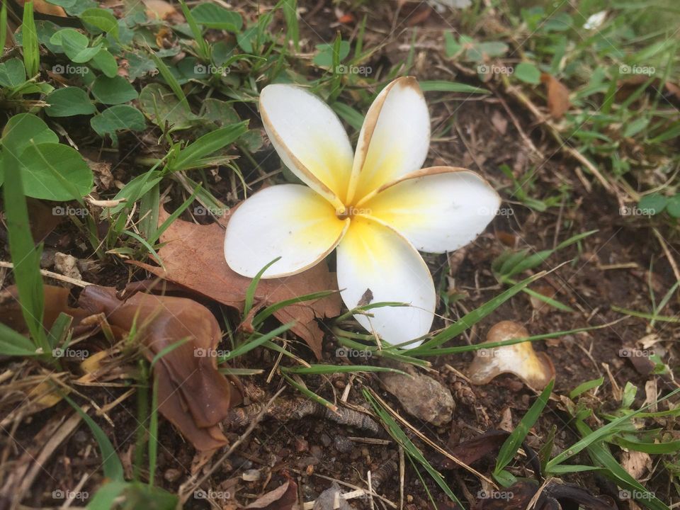 Flor do campo 💛