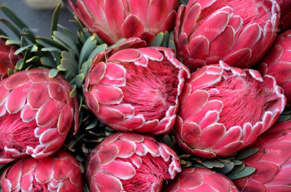 King Proteas at the market in Antwerp.
