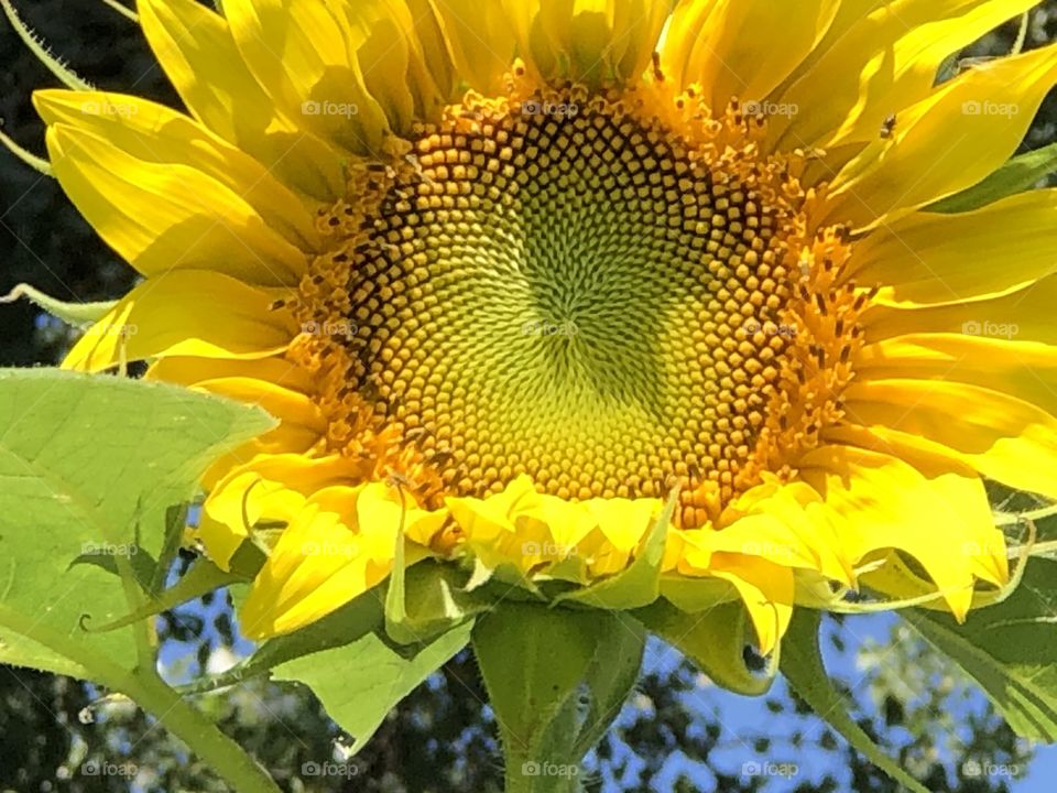 Mammoth sunflower bloom