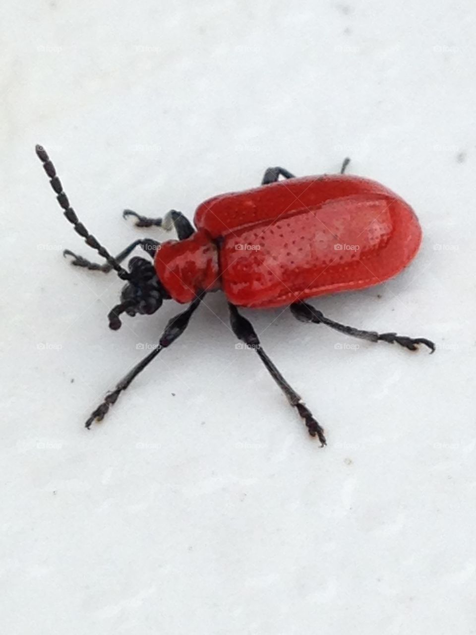 Red bug