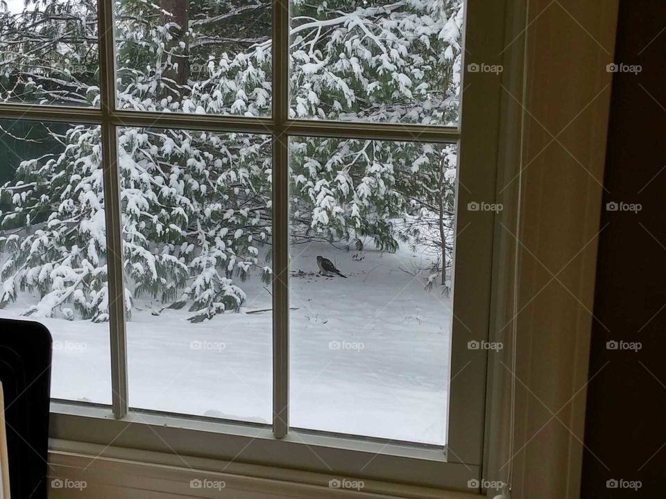 bird outside window