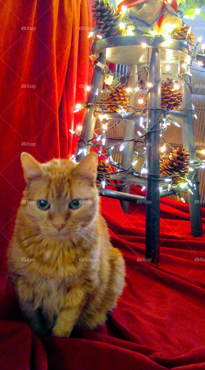 Cat, Christmas, Portrait, Indoors, Animal