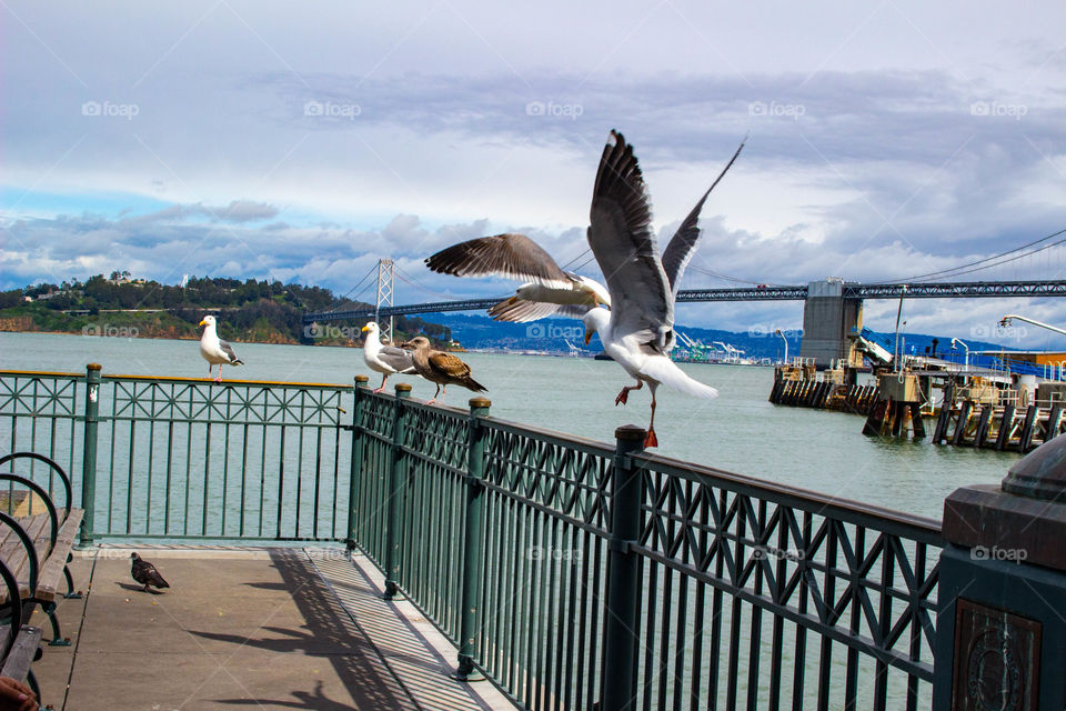 Seagulls in San Francisco