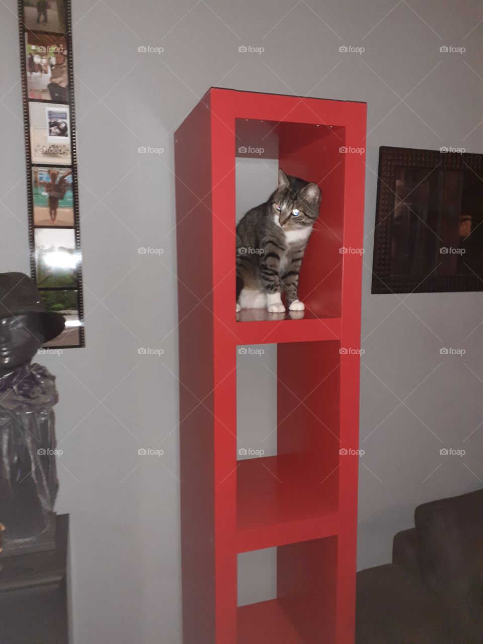 cat in the top of the closet