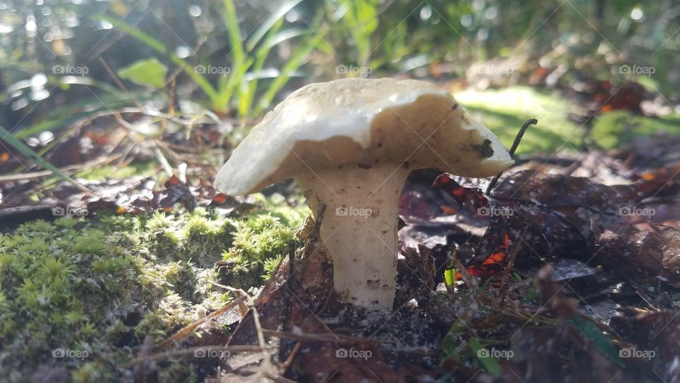 mushroom in Brevard County Florida