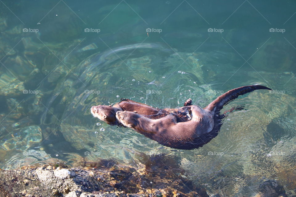 Otters in love , playing around , hugging and turning in the water 