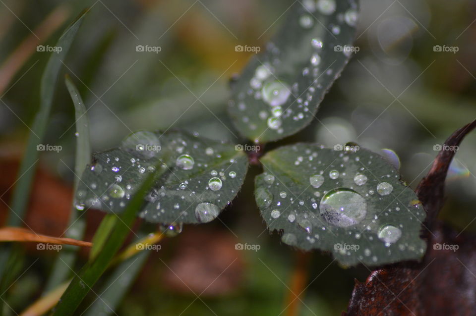 Beautiful macro shots