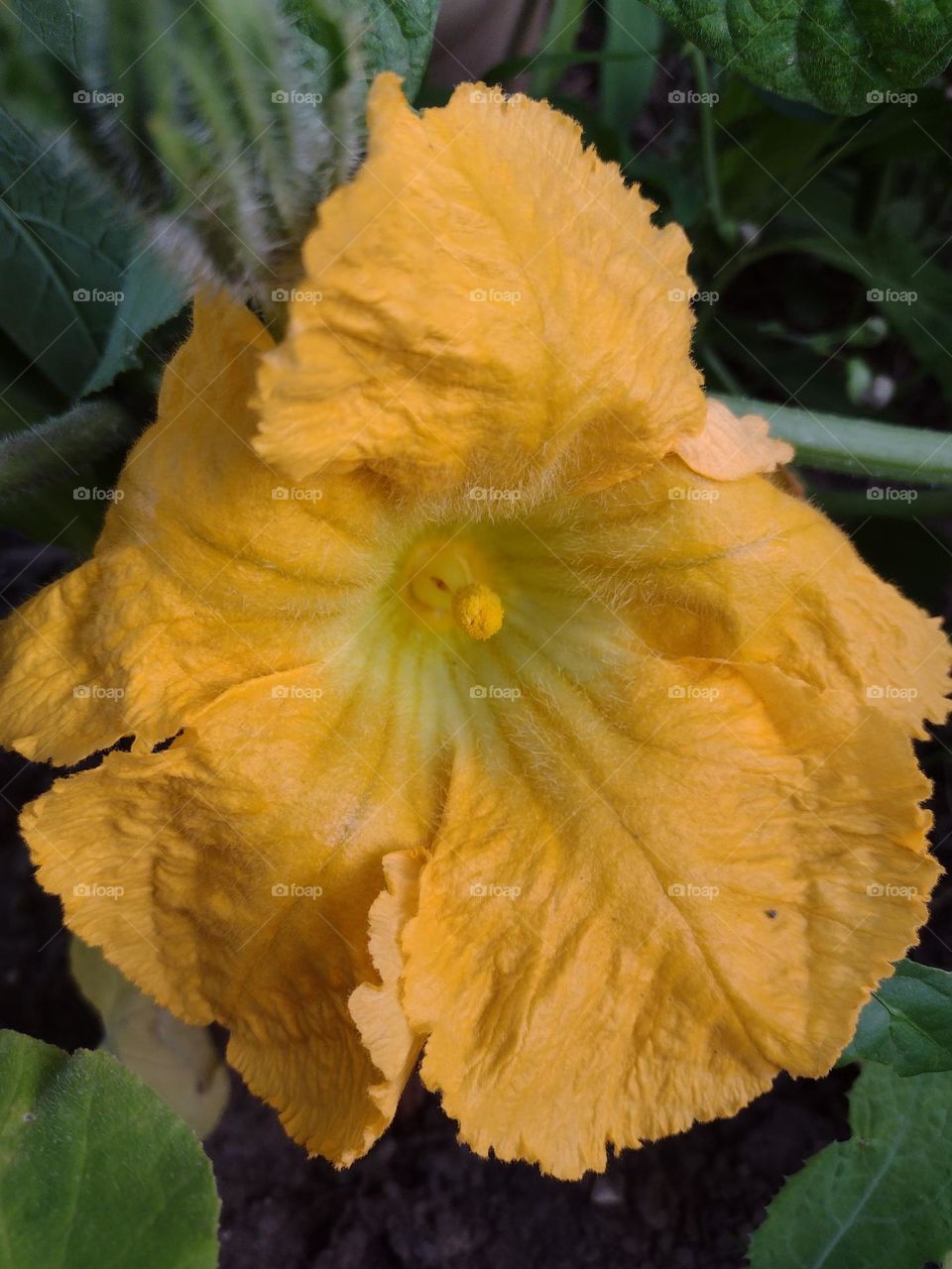 Yellow Squash Flower