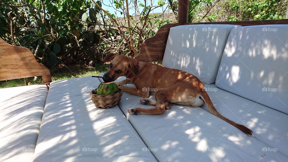 Dog drinking water coconut 