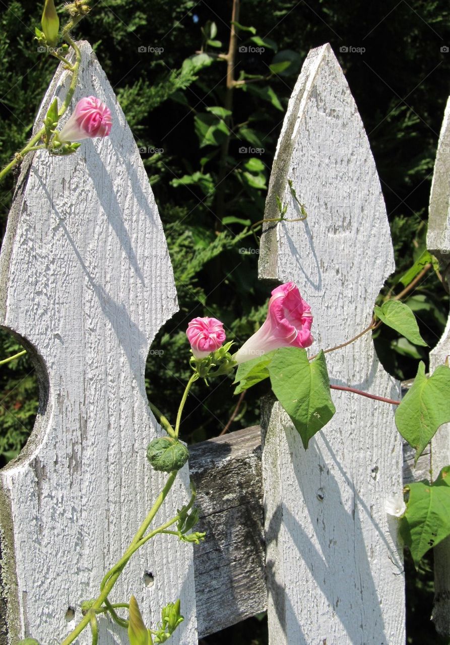 Flowers growing on fence