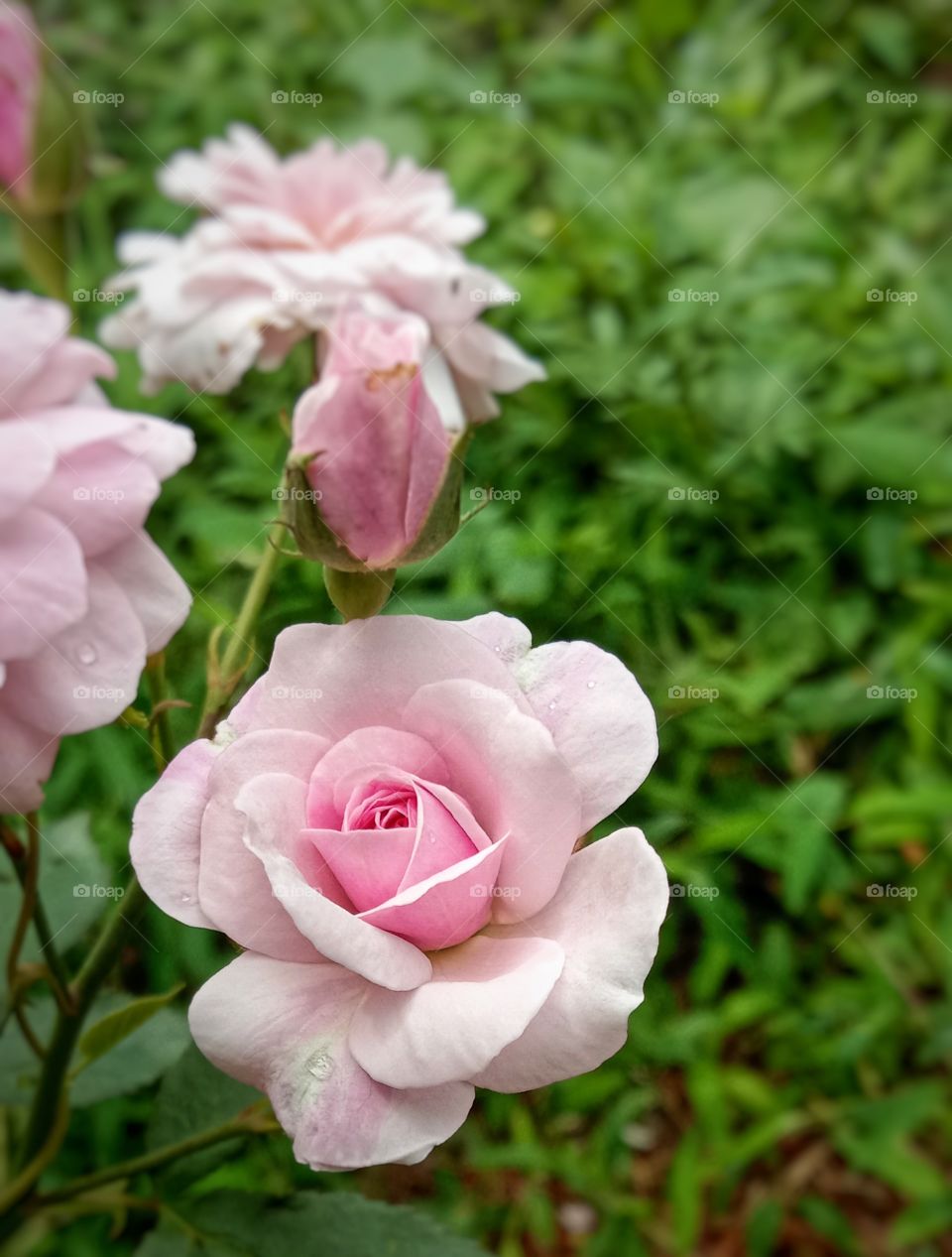 beautiful rose on a early morning hours