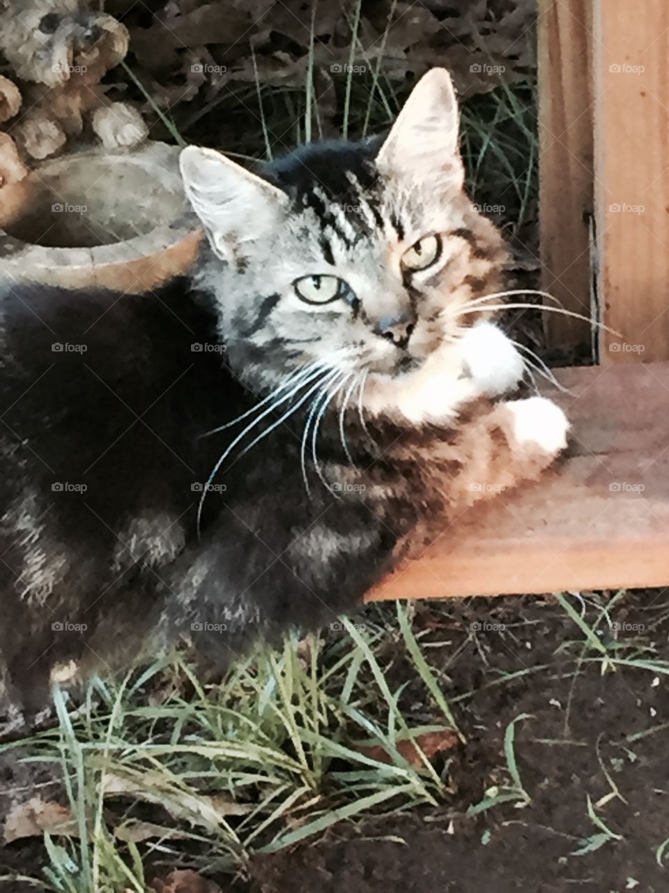 Our long haired beautiful multi colored , green eyed cat.