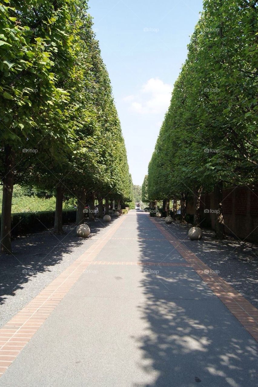 Square Tree Lane