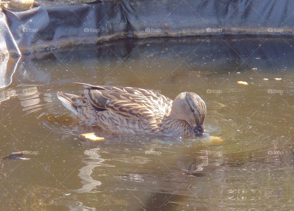 Duck feeding in pond 