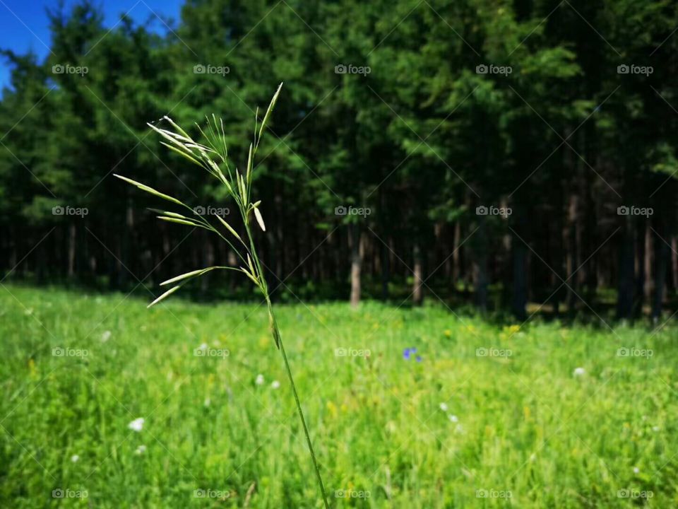 Grass within grass