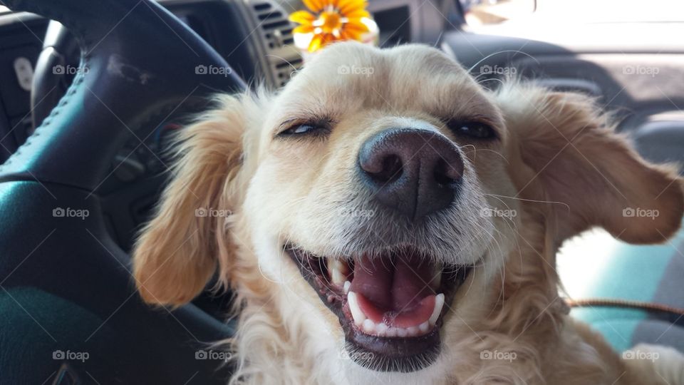 Close-up of a dog inside a car