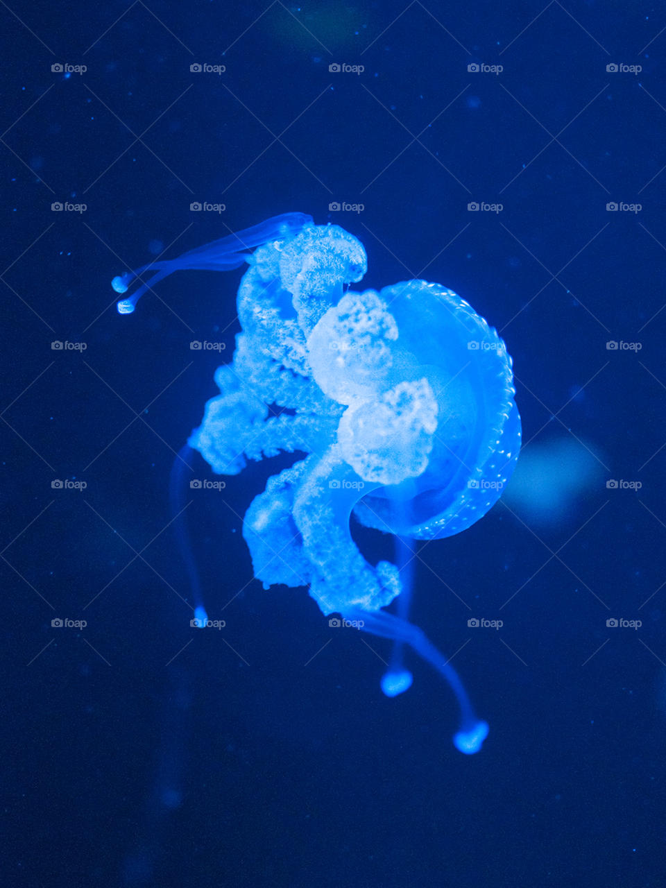 Blue jellyfish in dark blue background