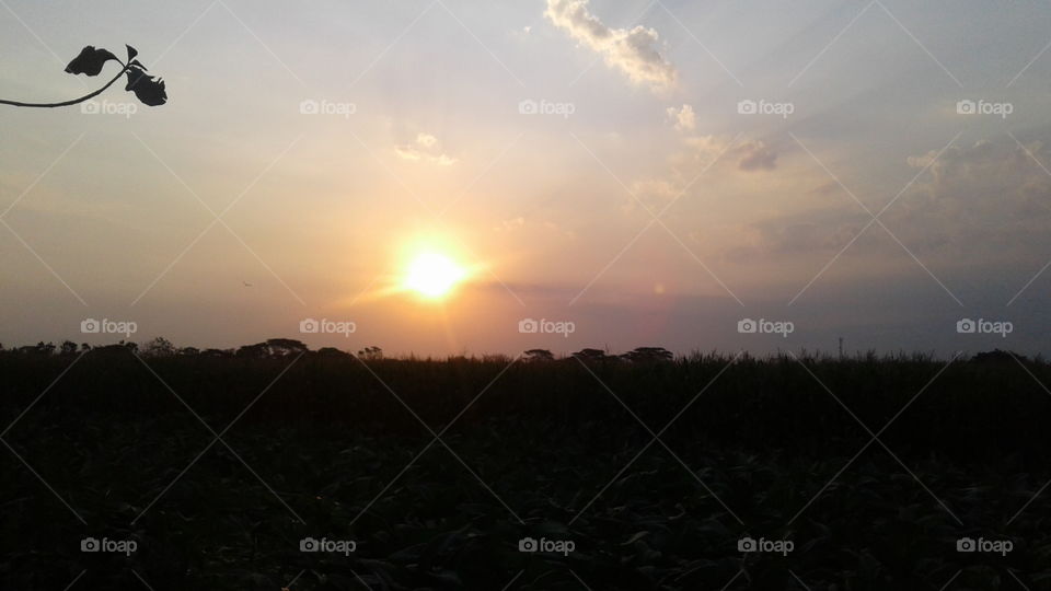 the sun sets over the green corn tree