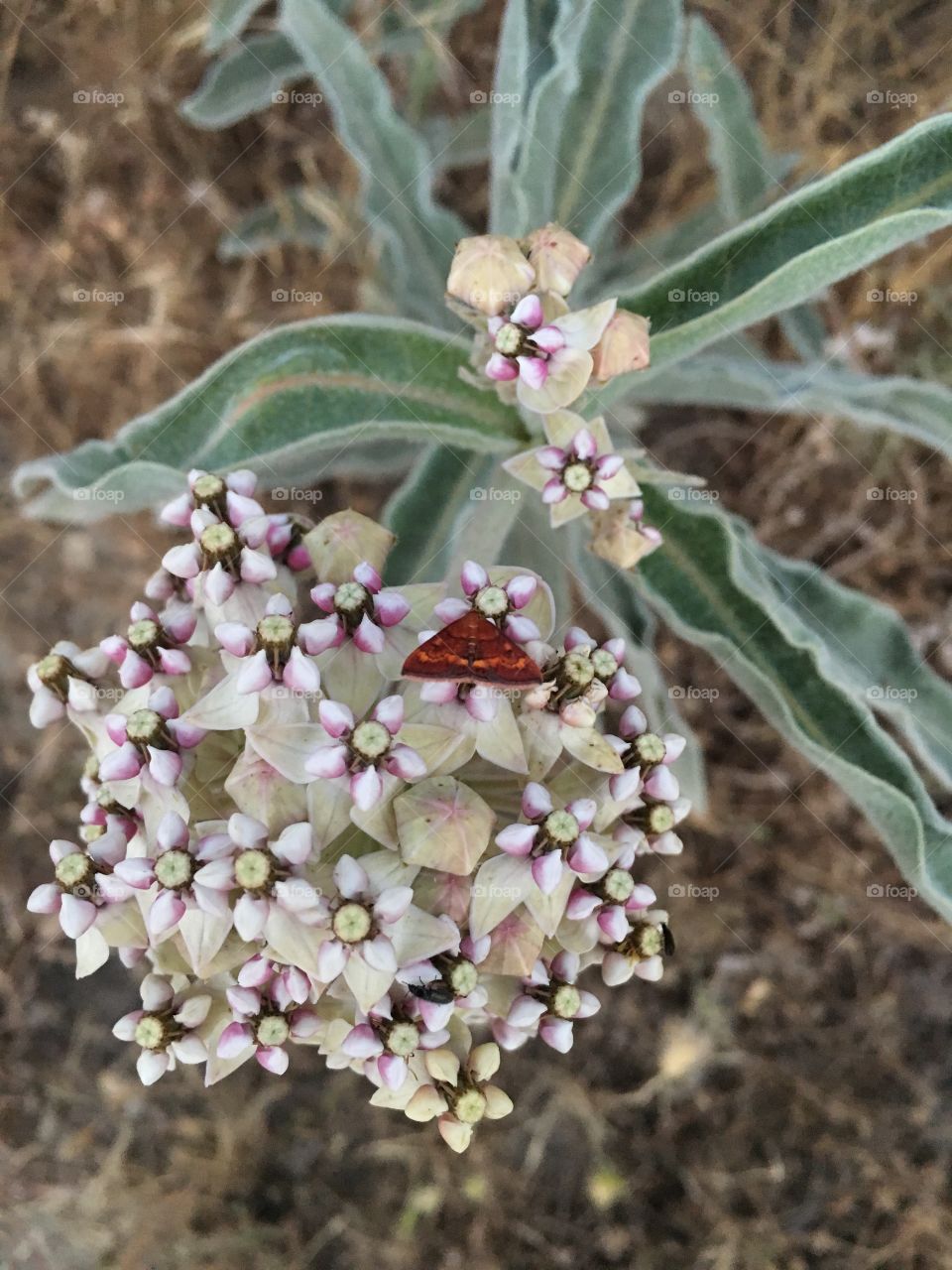 Milkweed with moth