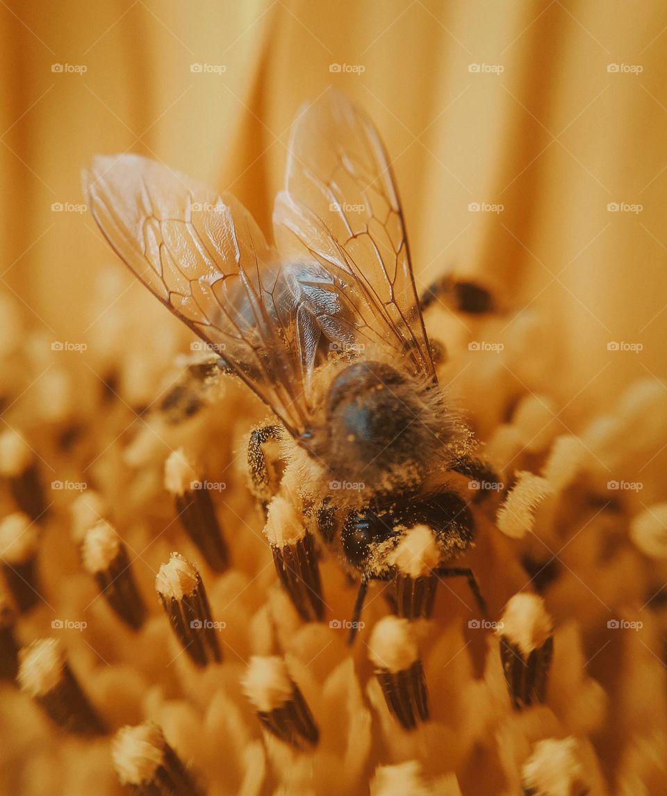 Ukrainian bee on a yellow sunflower