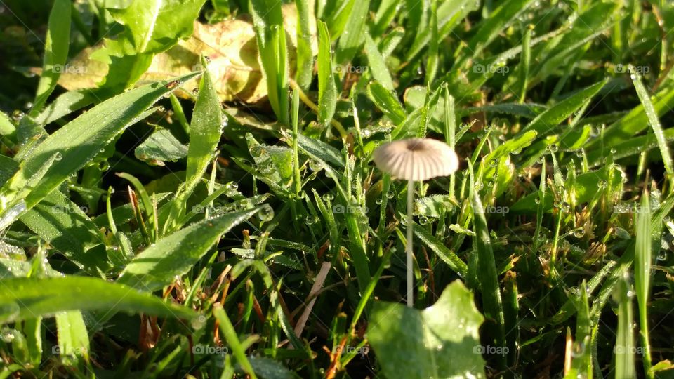 dew and a mushroom