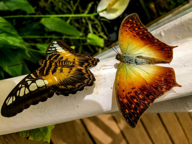Butterfly 