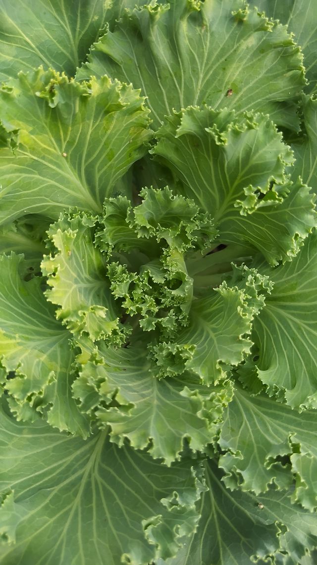 Greeny