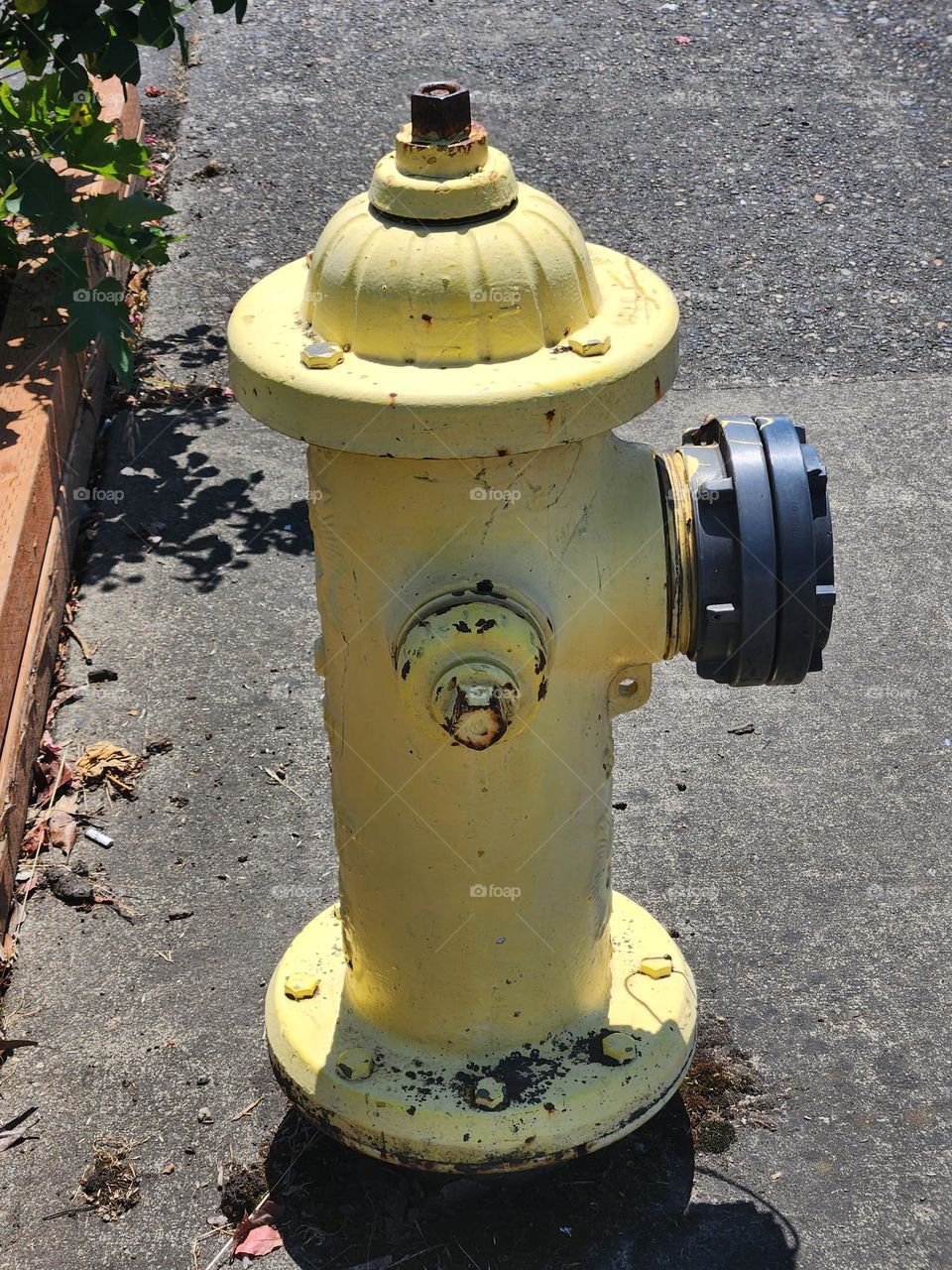 close up of yellow fire hydrant in Oregon suburbs