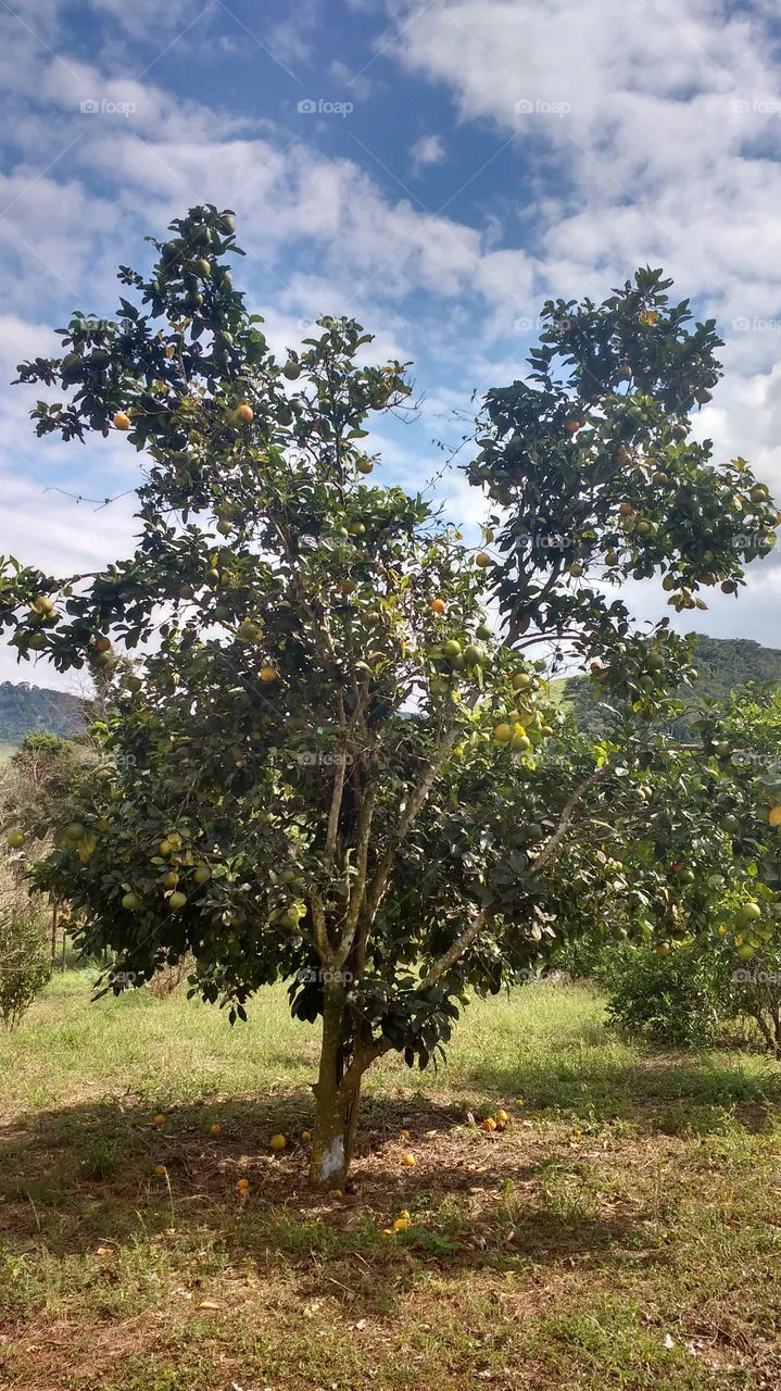 lindo