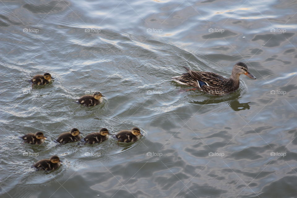 Female mallard duck swimming in Hudson River with seven ducklings in v formation following behind 