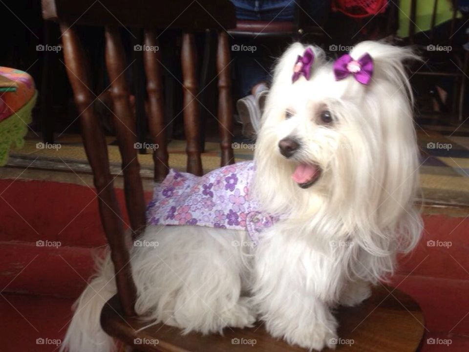 Lolita in her new dress. Lola is pure vanity and she likes to go to restaurants that accepts dogs and she can sit on the chair