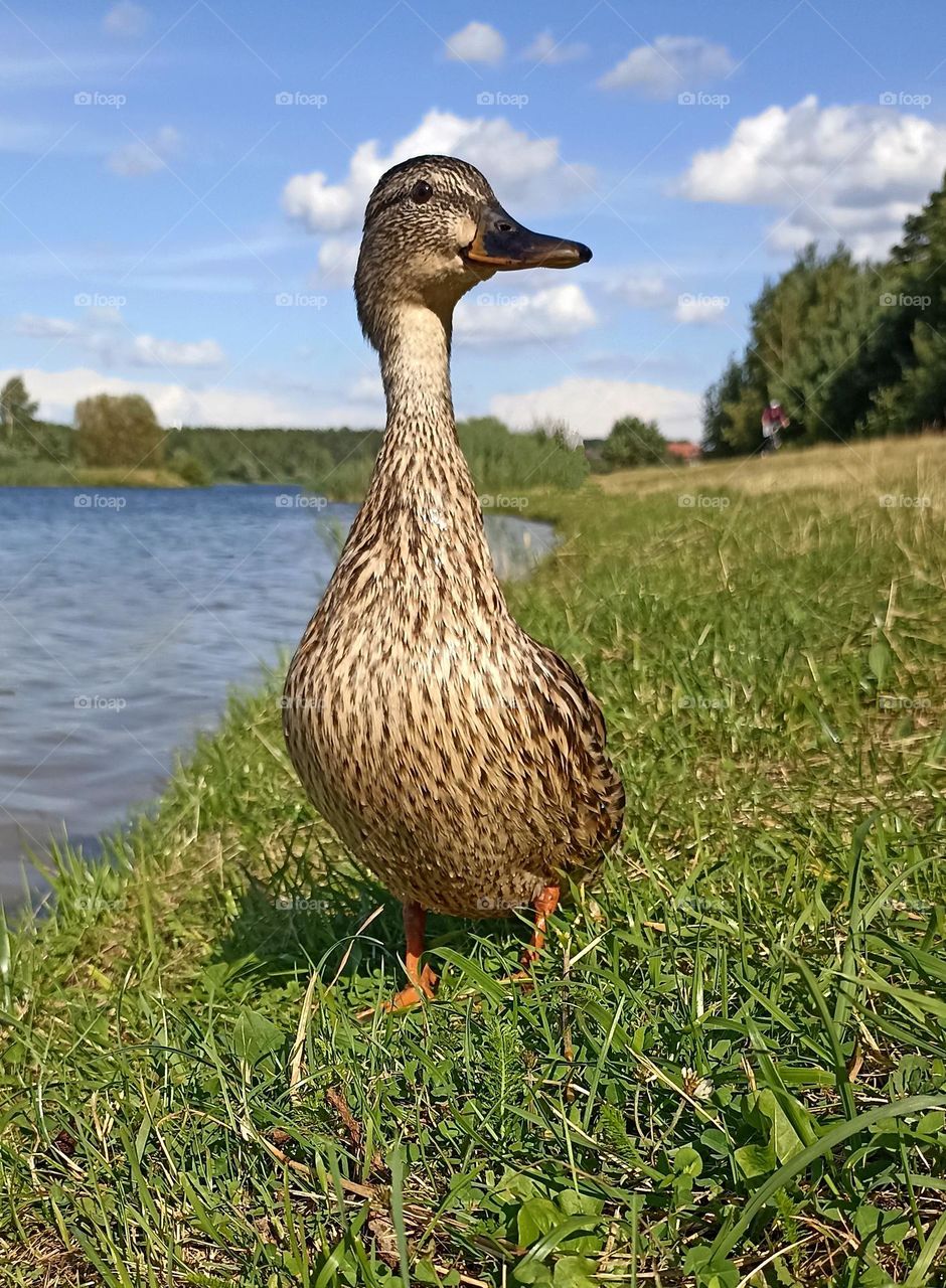 duck on a green grass lake shore summer time