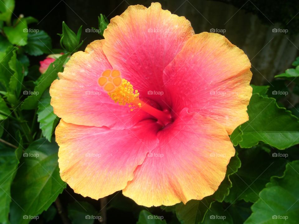 Colorful hibiscus