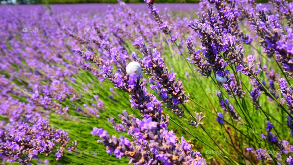 Lavande fields