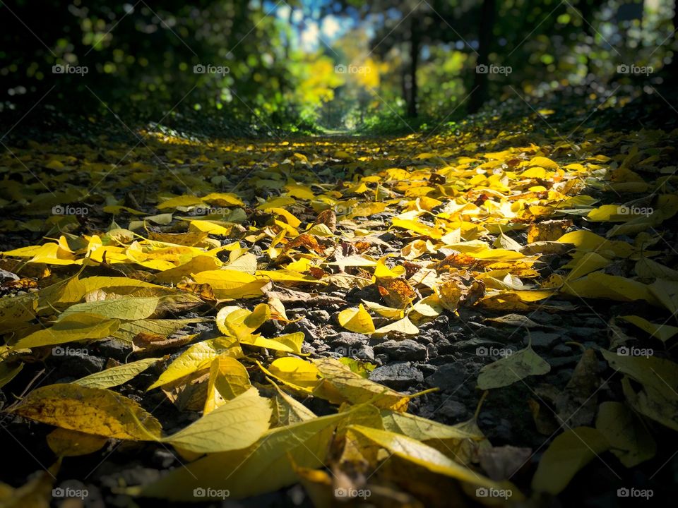 Leaves in the sun