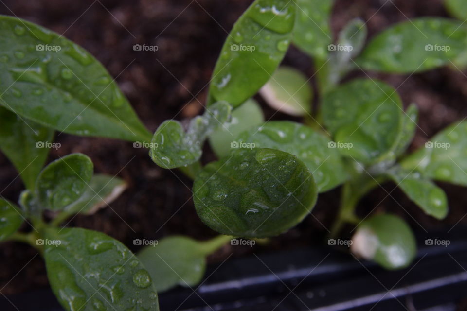 plant leafs with drops of water